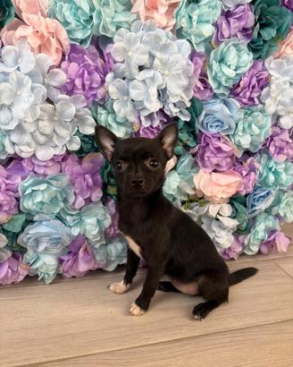 Cucciola pinsher chihuahua