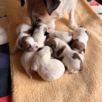 Jack Russell con Pedegree