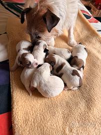 Jack Russell con Pedegree