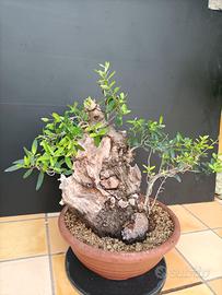 Bonsai