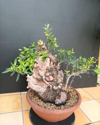 Bonsai