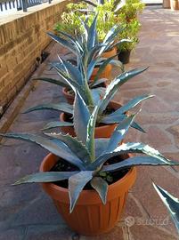 Piante di Agave varie misure