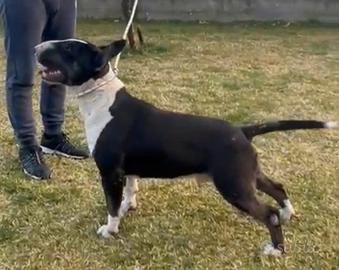 Bull Terrier inglese standard per Accoppiamento