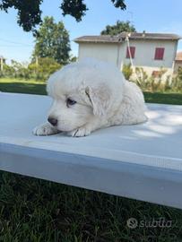 Cane cucciolo