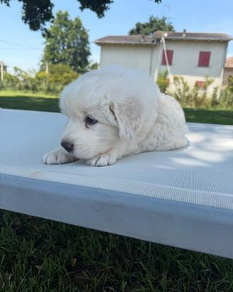 Cane cucciolo