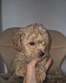 Piccoli di maltipoo