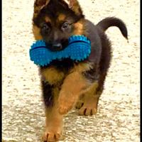 Cuccioli pastore tedesco FEMMINA