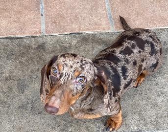 Bassotto Arlecchino disponibile per monte