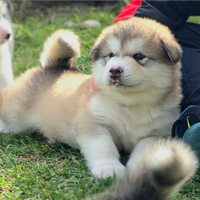 Alaskan malamute