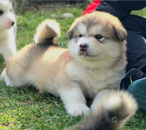 Alaskan malamute
