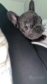 Bulldog francese