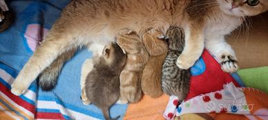 Dolcissimi cuccioli scottish fold e straight