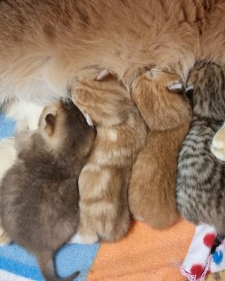 Dolcissimi cuccioli scottish fold e straight