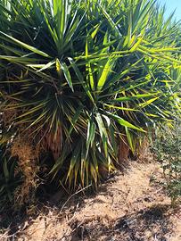 Piante Yucca