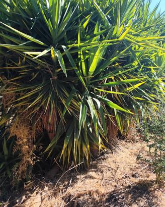 Piante Yucca
