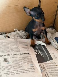 Cuccioli di Pinscher Toy