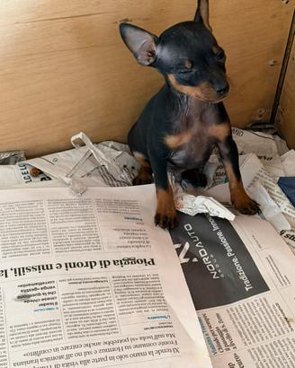 Cuccioli di Pinscher Toy