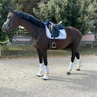 Cavalla Oldenburg Dressage