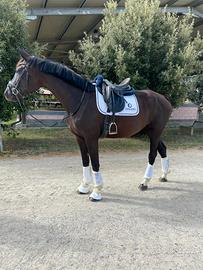 Cavalla Oldenburg Dressage