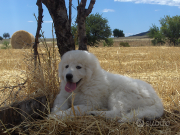 Pastore Abbruzzese linea marsicano