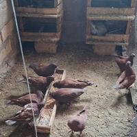 Colombi California doppiopetto