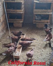 Colombi California doppiopetto