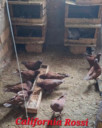 Colombi California doppiopetto