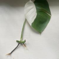 Monstera verigata
