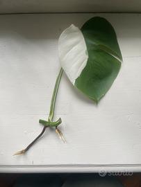 Monstera verigata