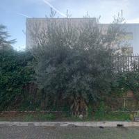 Albero di Olivo maturo