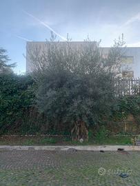 Albero di Olivo maturo