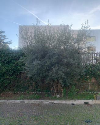 Albero di Olivo maturo