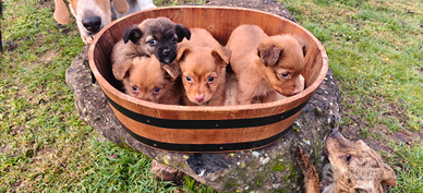 Cuccioli simil volpini meticci