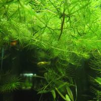 Cerathphyllum  pianta acquario 