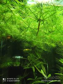 Cerathphyllum  pianta acquario 