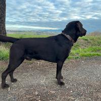 Labrador maschio per monta