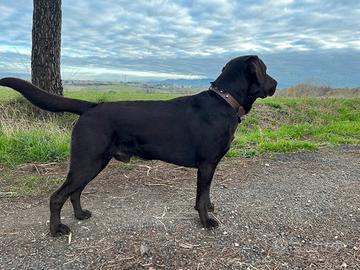 Labrador maschio per monta