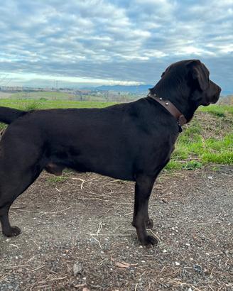 Labrador maschio per monta