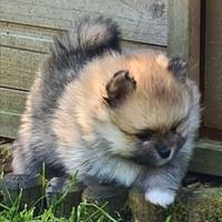 Cuccioli di spitz pomerania M e F