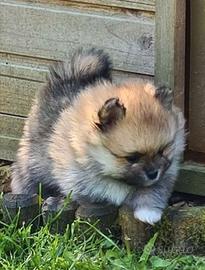 Cuccioli di spitz pomerania M e F
