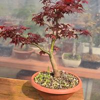 Bonsai Acero Deshojo 