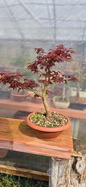 Bonsai Acero Deshojo 