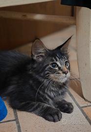 Ultimo cucciolo di Maine Coon