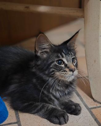 Ultimo cucciolo di Maine Coon