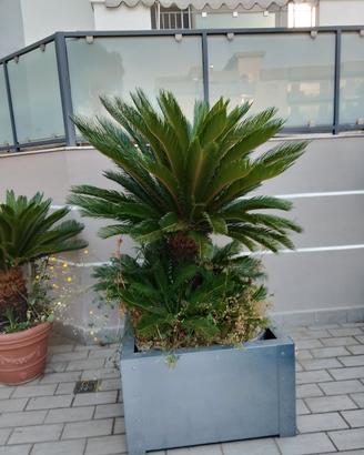 cikas
