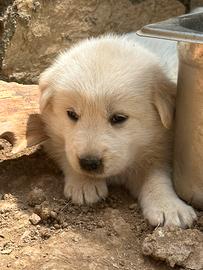 Cuccioli maremmano