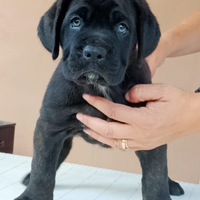 Cane Corso