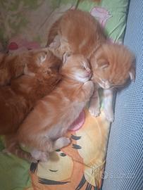 Cuccioli Maine Coon 