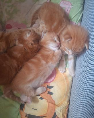 Cuccioli Maine Coon 