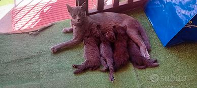 Gattini neri figli di Certosina ULTIMO